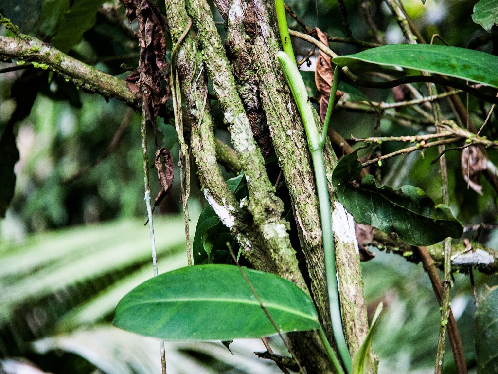 Use Of Medicine Plant Ayahuasca To Relieve Your Pain