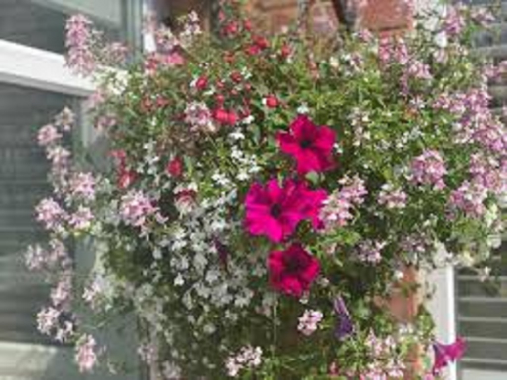 Best Hanging Flower Baskets
