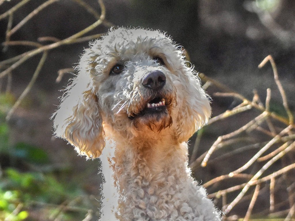 Are Miniature Goldendoodles Simple to Train?