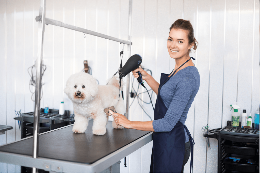 Doggie Spa Day Every Day: Groom Your Dog Like a Professional